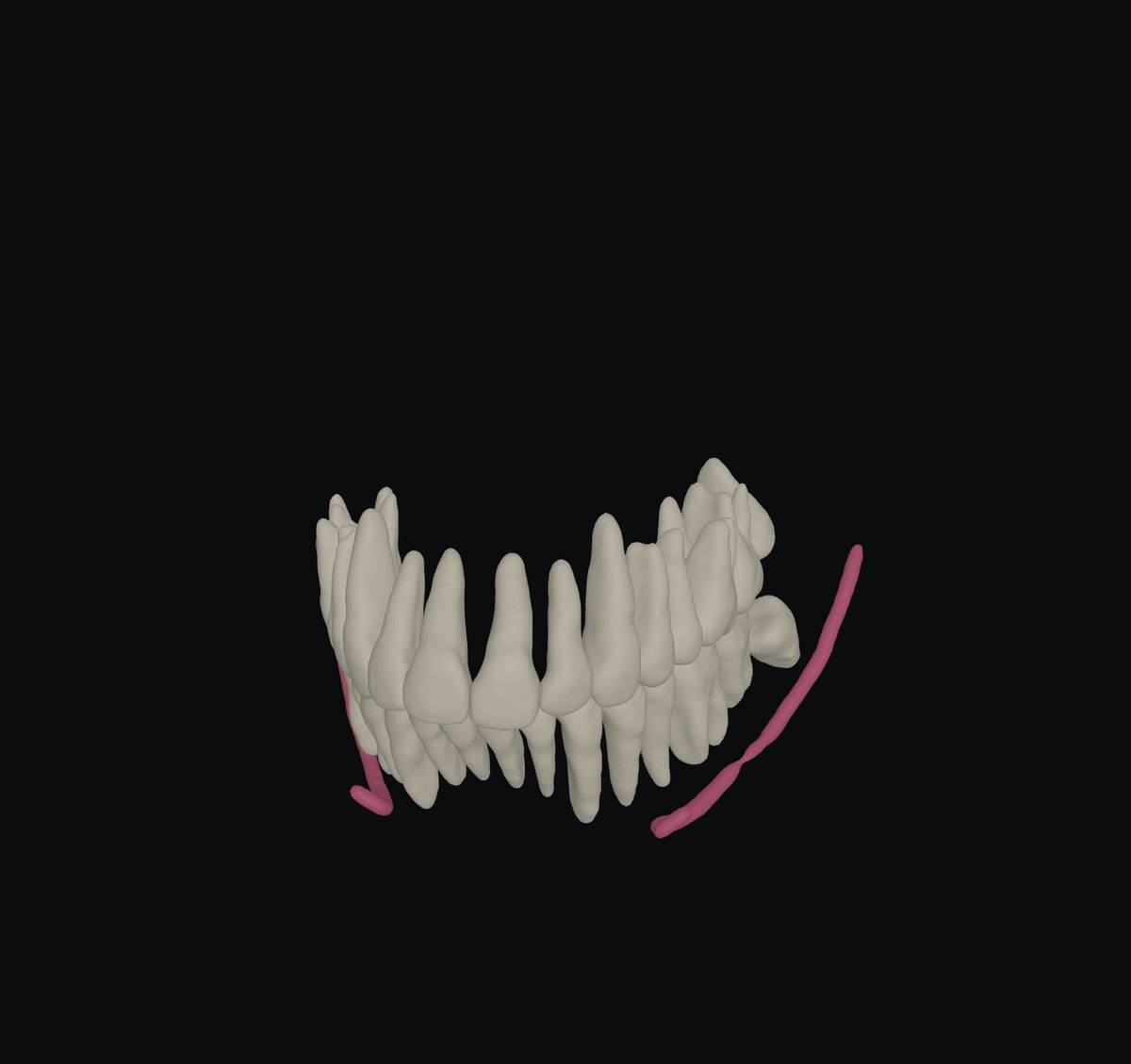Teeth, jaws, canal